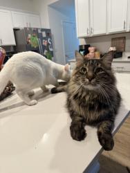 Reunited Male Cat last seen Rawlin Jaw Way Leander, Leander, TX 78641
