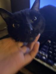 Lost Male Cat last seen Near Folsom street, San Francisco, CA 94110