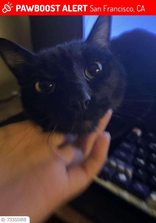 Lost Male Cat last seen Near Folsom street, San Francisco, CA 94110