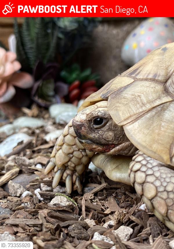 Lost Female Reptile last seen Euclid ave, San Diego, CA 92105