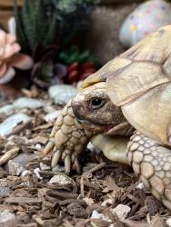 Lost Female Reptile last seen Euclid ave, San Diego, CA 92105