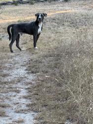 Found/Stray Male Dog last seen N Cedar Hill Road, Cedar Hill, TX 75104