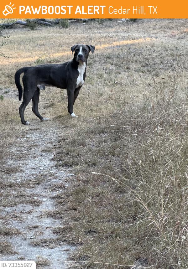Found/Stray Male Dog last seen N Cedar Hill Road, Cedar Hill, TX 75104