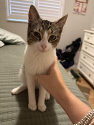 Found/Stray Unknown Cat last seen Davie Police Department, Davie, FL 33324