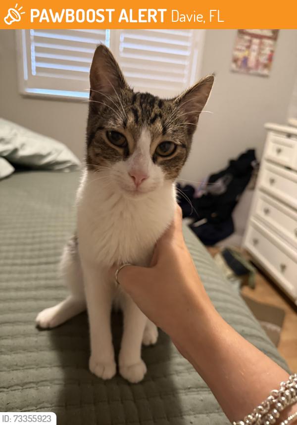 Found/Stray Unknown Cat last seen Davie Police Department, Davie, FL 33324