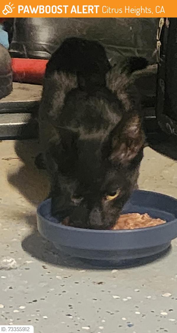 Found/Stray Unknown Cat last seen Brooktree and Cherry Tree, Citrus Heights, Citrus Heights, CA 95621