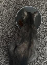 Reunited Female Cat last seen Around the hses on Sprucebark Dr at Crystal Falls Dr., Fort Worth, TX 76244