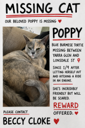 Lost Female Cat last seen Yarra Glen, Yarra Glen, VIC 3775