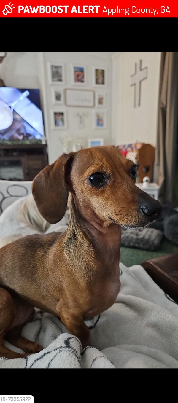 Lost Female Dog last seen Hwy 203, Appling County, GA 31513