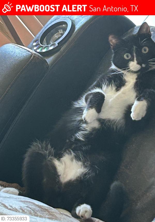 Lost Male Cat last seen Longbranch Run, San Antonio, TX 78261