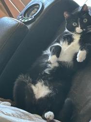 Lost Male Cat last seen Longbranch Run, San Antonio, TX 78261