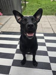 Reunited Female Dog last seen Miguez Park, Kenner, LA 70065