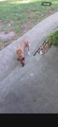 Found/Stray Female Dog last seen Kings Rd and Ward Rd, Montgomery County, PA 18076