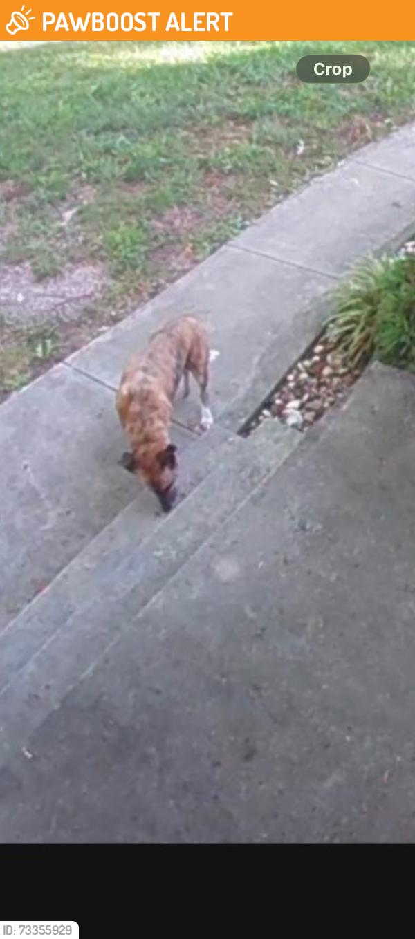 Found/Stray Female Dog last seen Kings Rd and Ward Rd, Montgomery County, PA 18076