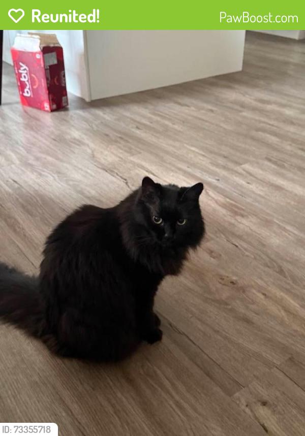 Reunited Female Cat last seen Chapman PL SE Calgary, Calgary, AB T2X 3T3