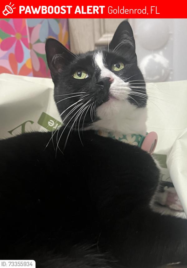 Lost Female Cat last seen Goldenrod and narcoosee rd, Goldenrod, FL 32792
