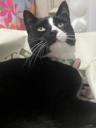 Lost Female Cat last seen Goldenrod and narcoosee rd, Goldenrod, FL 32792