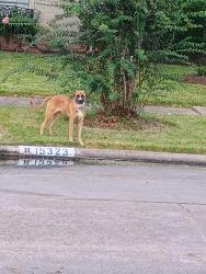 Found/Stray Unknown Dog last seen Timberlea and Bahai, Missouri City, TX 77489