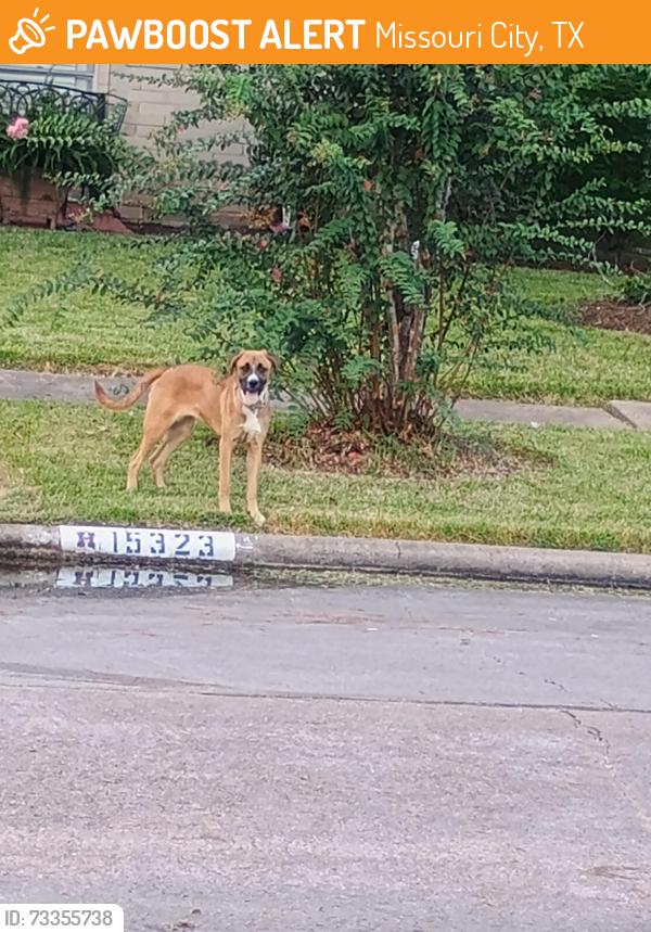Found/Stray Unknown Dog last seen Timberlea and Bahai, Missouri City, TX 77489