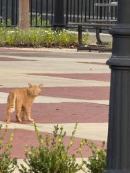 Found/Stray Unknown Cat last seen Brookstone, Columbus, GA 31904