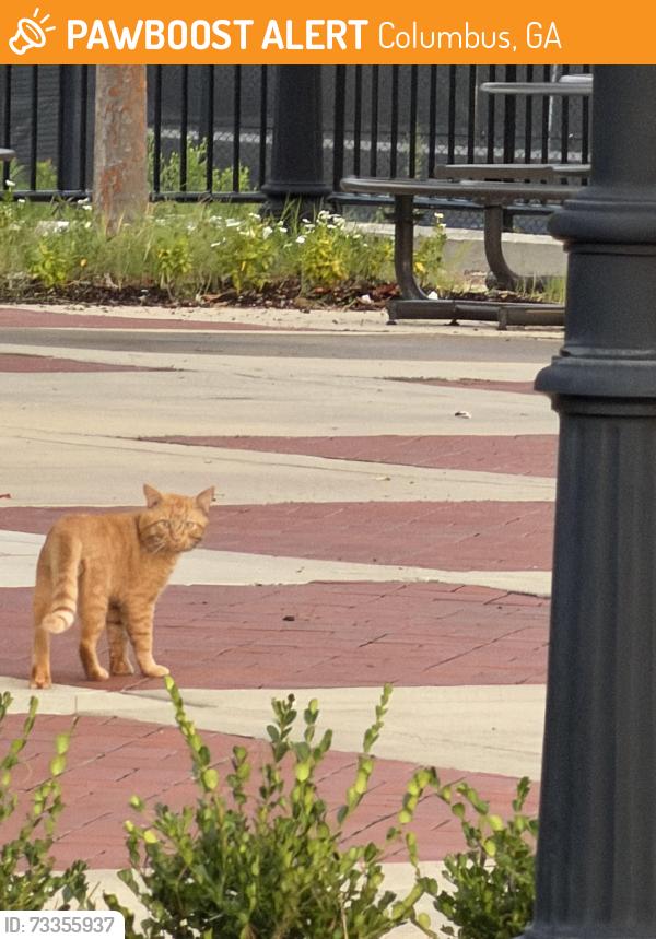 Found/Stray Unknown Cat last seen Brookstone, Columbus, GA 31904
