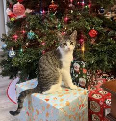 Lost Female Cat last seen Summertree Drive Willow Gate, Carrollton, TX 75006