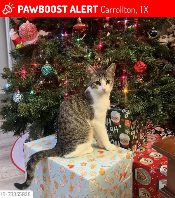 Lost Female Cat last seen Summertree Drive Willow Gate, Carrollton, TX 75006