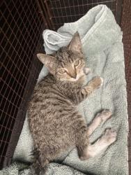 Shelter Stray Female Cat last seen Near BLK CASPIAN AVE. LONG BEACH CA 90813, 7700 E Spring St, Long Beach, CA 90815, USA