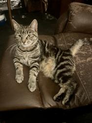 Lost Female Cat last seen Paynes road and Whitecross drive, Thornhill Park, VIC 3335