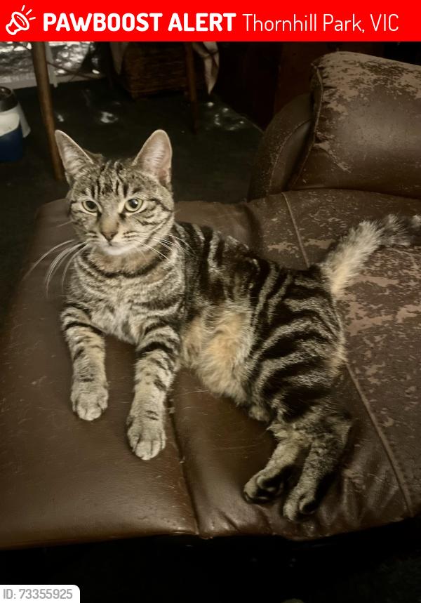 Lost Female Cat last seen Paynes road and Whitecross drive, Thornhill Park, VIC 3335