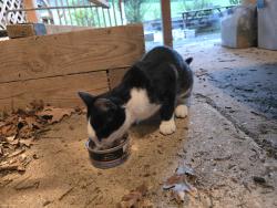 Found/Stray Unknown Cat last seen Williamsburg Blvd., Arlington, VA 22207