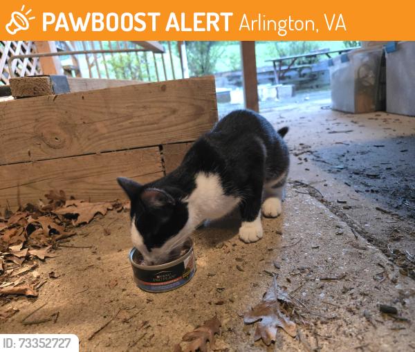 Found/Stray Unknown Cat last seen Williamsburg Blvd., Arlington, VA 22207
