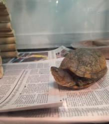 Shelter Stray Unknown Other last seen SARABANDE/GREAT LAWN, 92620, 6443 Oak Canyon, Irvine, CA 92618, USA