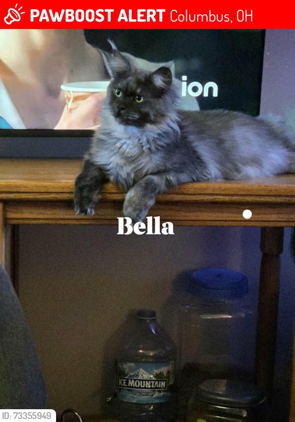 Lost Female Cat last seen Demarest and and chase, Columbus, OH 43204