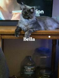 Lost Female Cat last seen Demarest and and chase, Columbus, OH 43204