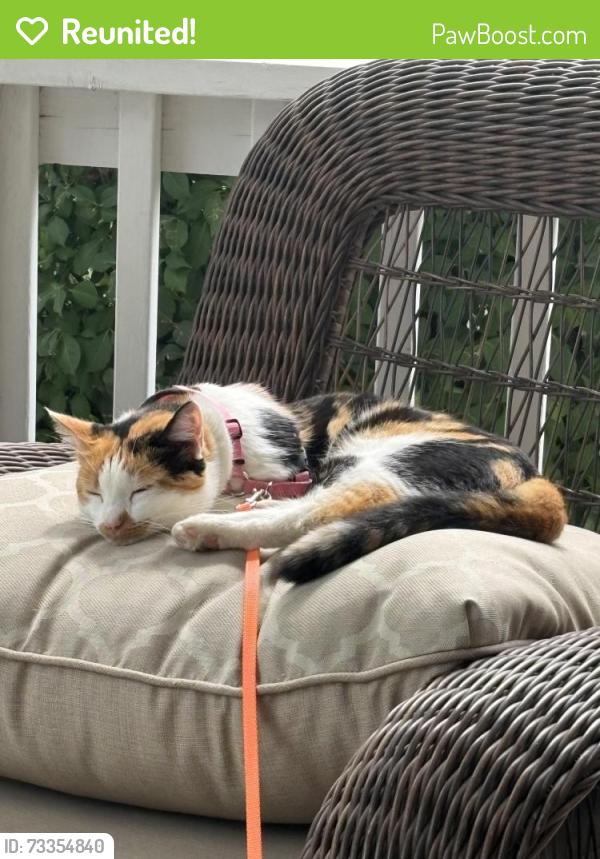 Reunited Female Cat last seen NE 47th Street Ankeny, IA, Ankeny, IA 50021