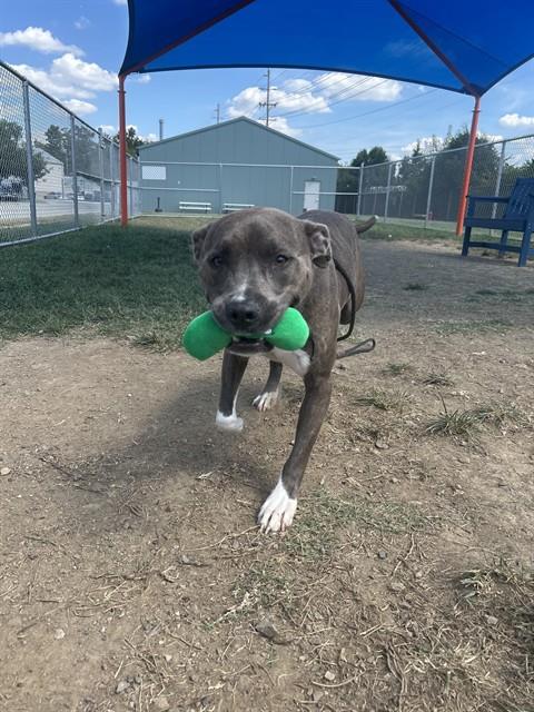 Shelter Stray Male Dog last seen Near BLOCK EXETER AVE, 3528 Newburg Rd, Louisville, KY 40218, USA