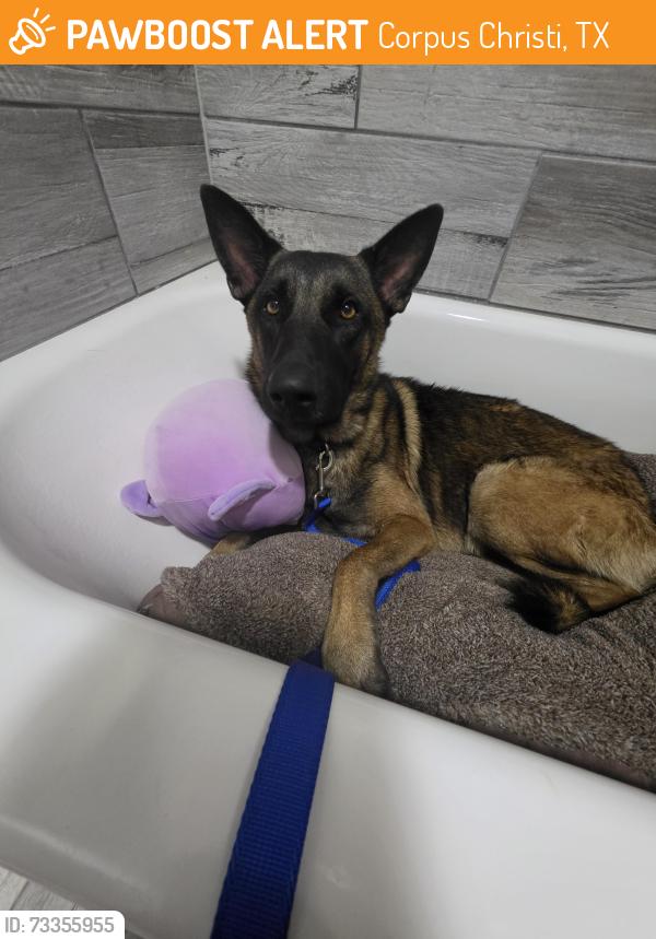 Found/Stray Male Dog last seen Oso Bay wetlanda, Corpus Christi, TX 78412