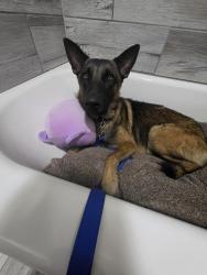 Found/Stray Male Dog last seen Oso Bay wetlanda, Corpus Christi, TX 78412