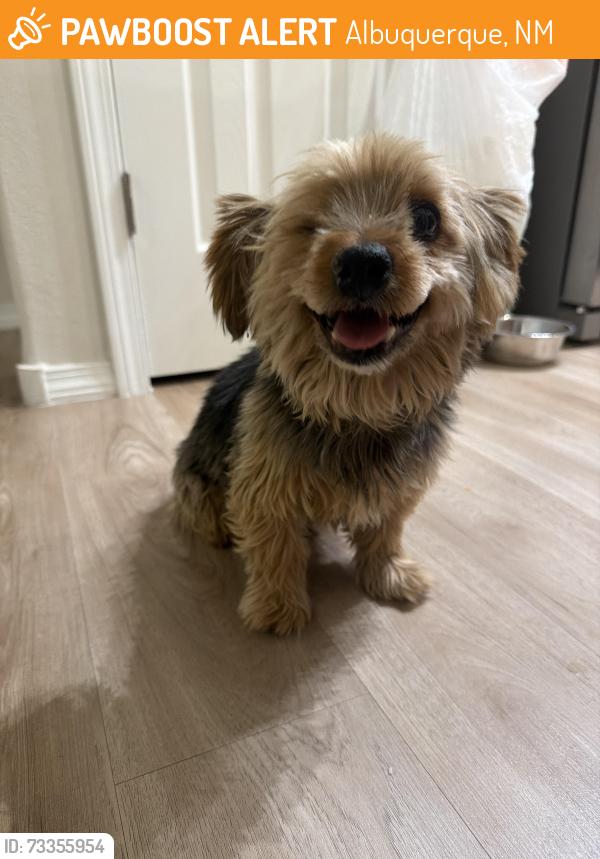 Found/Stray Male Dog last seen Unser & Fordham, Albuquerque, NM 87120