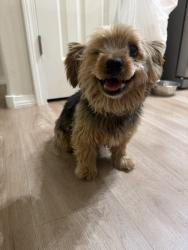 Found/Stray Male Dog last seen Unser & Fordham, Albuquerque, NM 87120
