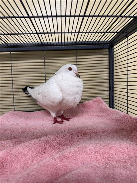 Shelter Stray Unknown Bird last seen MATINA DR / CHRISTO WAY, 9150 Union Park Way, Elk Grove, CA 95624, USA
