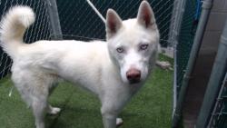 Shelter Stray Female Dog last seen , 11258 Garfield Ave, Downey, CA 90242, USA