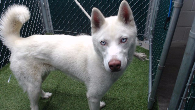 Shelter Stray Female Dog last seen , 11258 Garfield Ave, Downey, CA 90242, USA