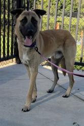 Shelter Stray Male Dog last seen Near BLOCK S FLAMINGO RD COOPER CITY FL 33330, 2400 SW 42nd St, Fort Lauderdale, FL 33312, USA
