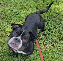 Shelter Stray Female Dog last seen Near BLOCK NE 37 ST, DEERFIELD BEACH FL 33064, 2400 SW 42nd St, Fort Lauderdale, FL 33312, USA