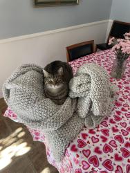 Lost Female Cat last seen Bancroft, La Mesa, CA 91941