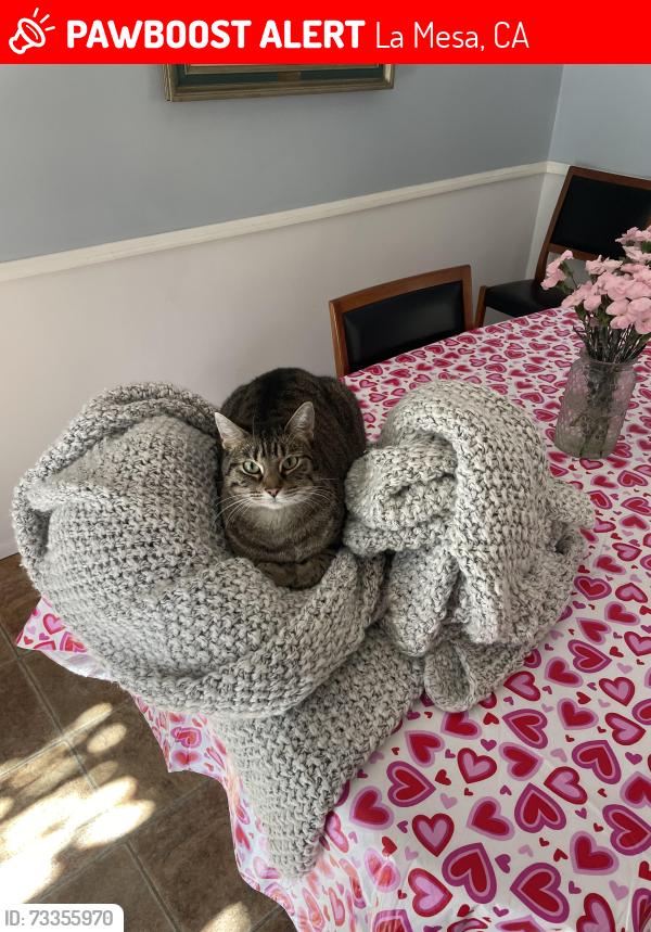 Lost Female Cat last seen Bancroft, La Mesa, CA 91941