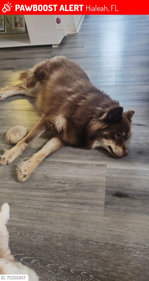 Lost Female Dog last seen W 7ct y la w 55pl, Hialeah, FL 33012