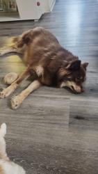 Lost Female Dog last seen W 7ct y la w 55pl, Hialeah, FL 33012